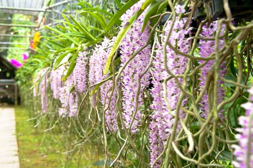 Orchid farm